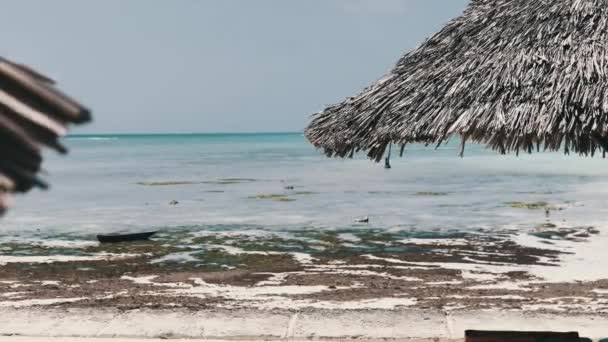 Thatched esernyők a Sandy Beach az óceán partján alacsony dagály, Zanzibár, Afrika — Stock videók