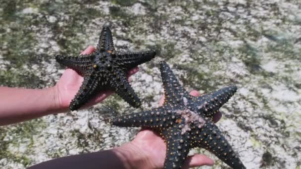 Manos de mujer sostiene dos estrellas de mar negras sobre el agua transparente del océano por Coral Reef — Vídeos de Stock