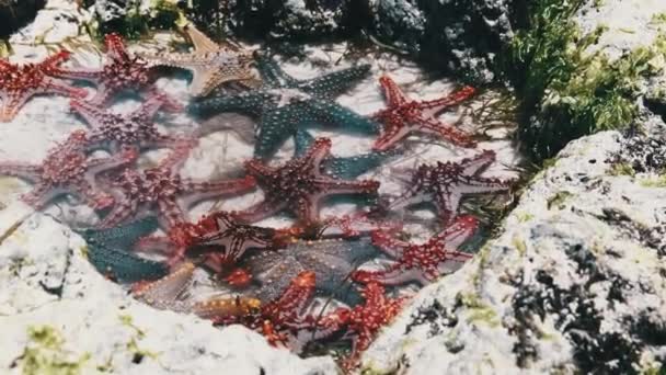 Veel kleurrijke zeesterren liggen in een natuurlijk koraalaquarium aan de kust — Stockvideo