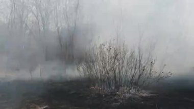 Ormanda yangın, Yanan Kuru Çimen, Ağaçlar, Çalılar, Alev ve Duman, Yaban Yangınları