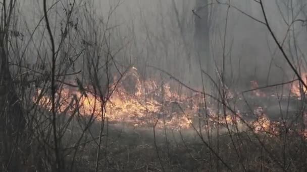 Futótűz a tavaszi erdőben, égő száraz fű, fák, bokrok, lángok és füst — Stock videók