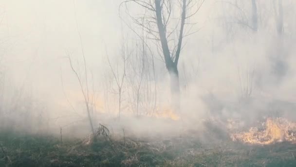 Skogsbrand i vårskogen, brinnande gräs, träd, buskar, flammor och rök — Stockvideo