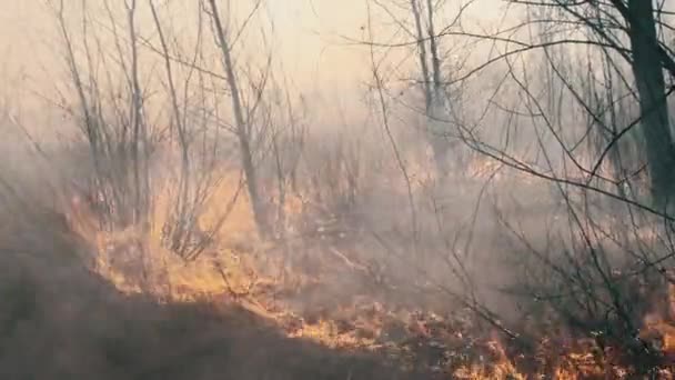 Fire in the Forest, Burning Dry Grass, Trees, Bushes, Flame and Smoke, Wildfires — Stock Video