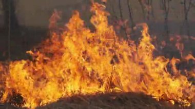 Ormanda yangın, Yanan Kuru Çimen, Ağaçlar, Çalılar, Alev ve Duman, Yaban Yangınları