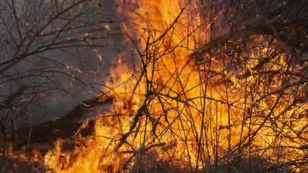 Fuego en el bosque, Hierba seca ardiente, Árboles, Arbustos, Llama y humo, Incendios forestales — Vídeo de stock