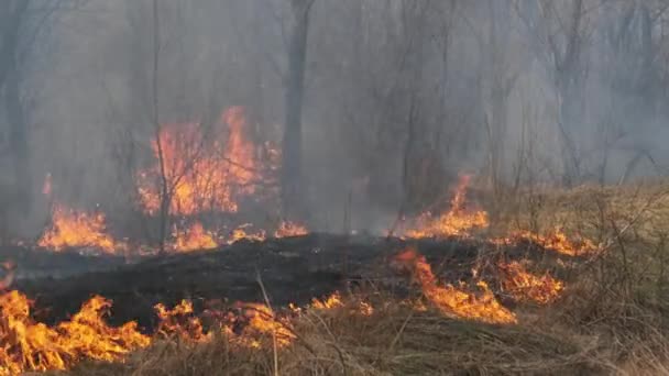 Incendi nella foresta, brucia erba secca, alberi, cespugli, fiamme e fumo, incendi boschivi — Video Stock