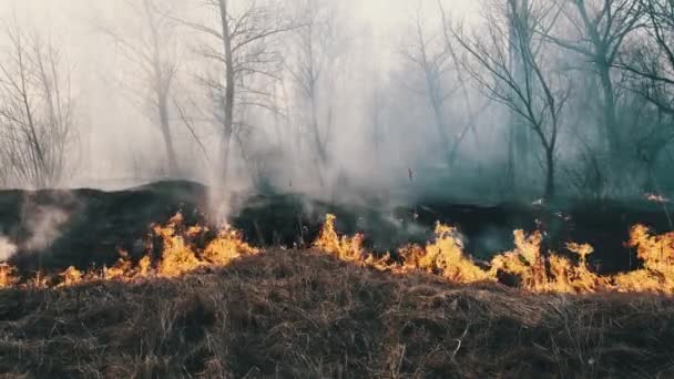 Feuer im Wald, brennendes trockenes Gras, Bäume, Büsche, Flammen und Rauch, Waldbrände — Stockvideo