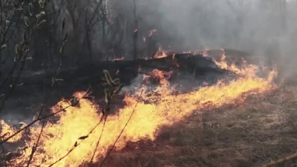 Ogień w lesie, sucha trawa, drzewa, krzewy, płomień i dym, pożary — Wideo stockowe