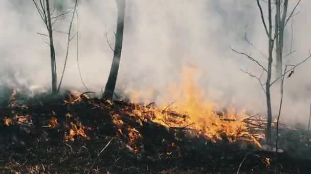 Oheň v lese, Hořící suchá tráva, Stromy, keře, plameny a kouř, Wildfiry — Stock video