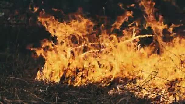 Vuur in het bos, brandend droog gras, bomen, struiken, vlam en rook, bosbranden — Stockvideo