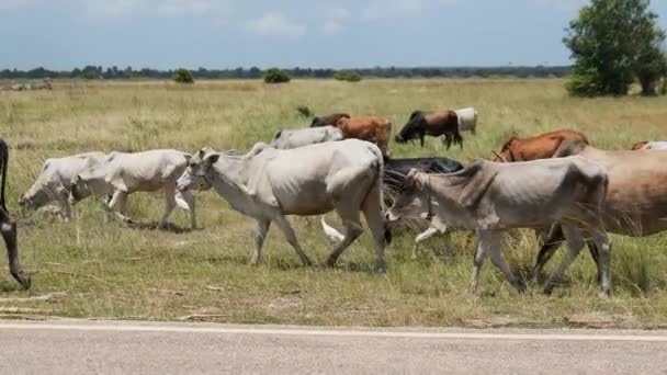 Herd of African Humpback Cows Walking at the Side of the Asphalt Road, Zanzibar — Stock Video