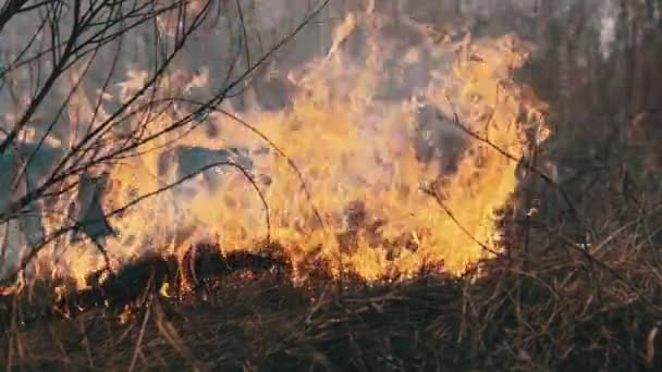 Fogo na Floresta, Grama Seca Ardente, Árvores, Arbustos, Chama e Fumaça, Incêndios — Vídeo de Stock