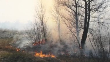 Ormanda yangın, Yanan Kuru Çimen, Ağaçlar, Çalılar, Alev ve Duman, Yaban Yangınları