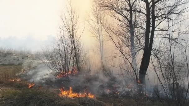 Tűz az erdőben, égő száraz fű, fák, bokrok, láng és füst, erdőtüzek — Stock videók