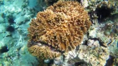 Mercan resifinde su altındaki deniz kestaneleri. Çok Büyük Diadema Setosum, Zanzibar