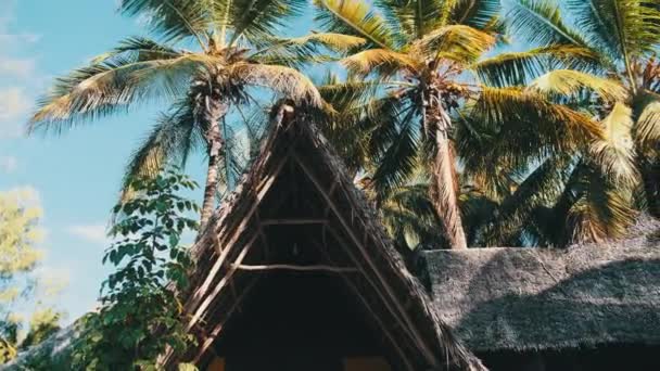 Thatched telhado de verão Bungalow e palmeiras no fundo do céu azul, Zanzibar — Vídeo de Stock