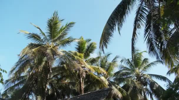 Trópusi Afrikai Hotel Thatched Tetőtéri bungalókkal és pálmafákkal, Zanzibár — Stock videók