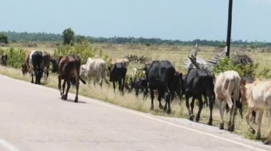 Afrika kambur balina sürüsü Asfalt yolunun kenarında yürüyor, Zanzibar