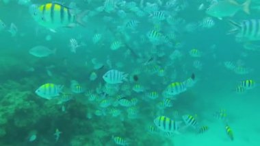 Mercan Resifi 'nden Yüzen Renkli Balık, Sualtı Manzarası, Zanzibar, Tanzanya