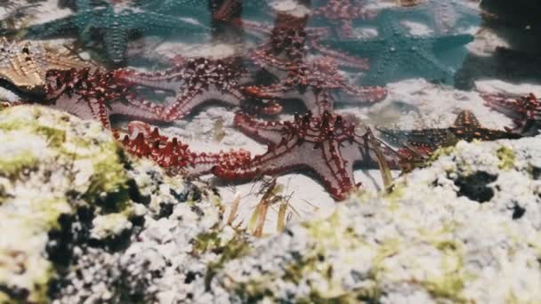 Un sacco di colorate stelle marine giace in un acquario di corallo naturale sulla riva dell'oceano — Video Stock