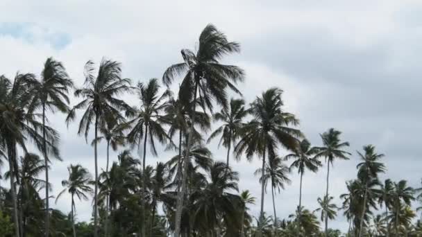 Gökyüzüne karşı rüzgarda sallanan bir sürü uzun palmiye ağacı. Afrika. Palmiye Bahçesi — Stok video