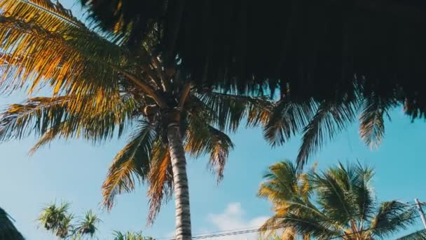 Techo de paja de verano Bungalow y palmeras en el fondo del cielo azul, Zanzíbar — Vídeo de stock