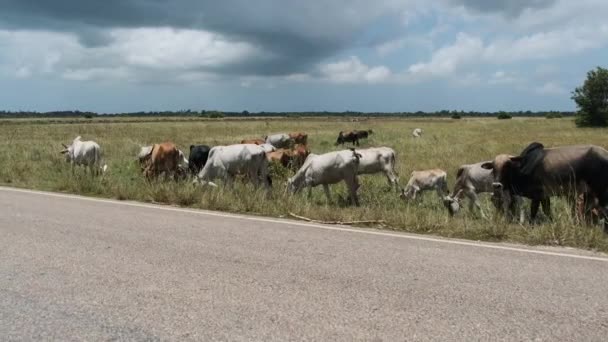 Herd of African Humpback Cows Walking at the Side of the Asphalt Road, Zanzibar — Stock Video