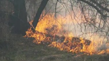 Bahar Ormanı 'nda orman yangını, Yanan Kuru Çimen, Ağaçlar, Çalılar, Alevler ve Dumanlar