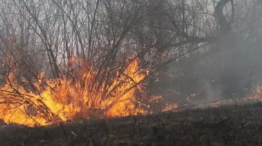 Ormanda yangın, Yanan Kuru Çimen, Ağaçlar, Çalılar, Alev ve Duman, Yaban Yangınları