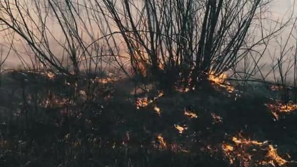 Incendi nella foresta primaverile, brucia erba secca, alberi, cespugli, fiamme e fumo — Video Stock