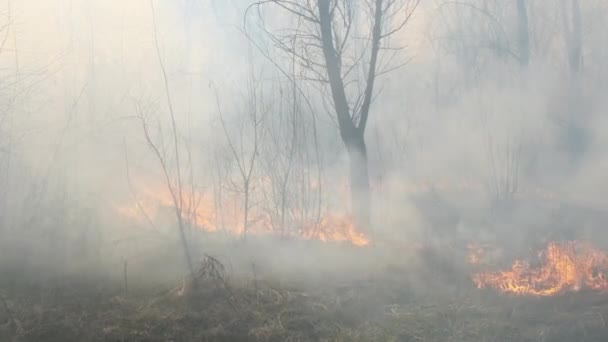 Incendi nella foresta, brucia erba secca, alberi, cespugli, fiamme e fumo, incendi boschivi — Video Stock