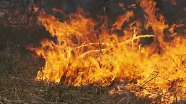 Vuur in het bos, brandend droog gras, bomen, struiken, vlam en rook, bosbranden — Stockvideo