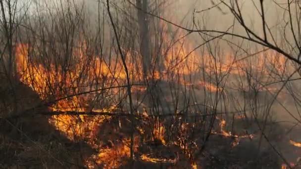 Wildvuur in het voorjaarsbos, brandend droog gras, bomen, struiken, vlammen en rook — Stockvideo