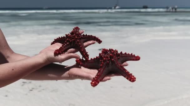 Frau hält zwei rote Seesterne über transparentem Meerwasser am weißen Strand — Stockvideo