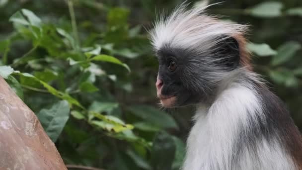 Singe Colobus rouge assis sur une branche dans la forêt tropicale de Jozani, Zanzibar, Afrique — Video