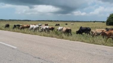 Afrika kambur balina sürüsü Asfalt yolunun kenarında yürüyor, Zanzibar