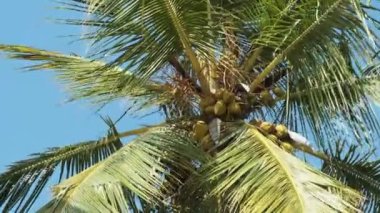 Afrika 'da Gökyüzüne Karşı Bir sürü olgun sarı hindistan cevizi olan palmiye ağacı, Zanzibar