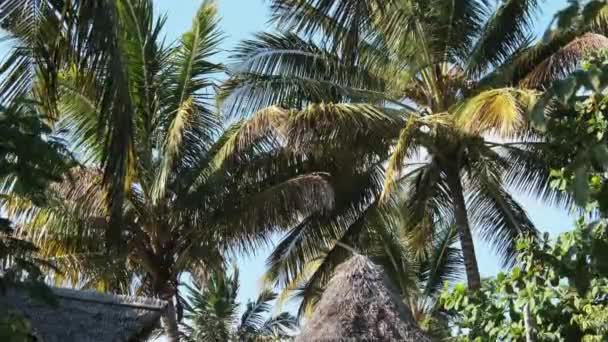 Tropical African Hotel with Thatched Roof Bungalows and Palm Trees, Zanzibar — Videoclip de stoc