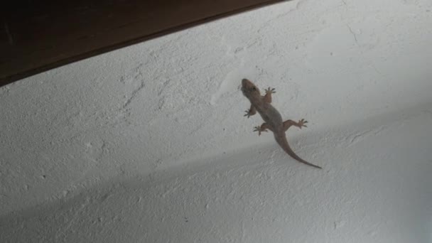 Um Gecko rasteja em uma parede em um bungalow tropical na noite, África, Zanzibar — Vídeo de Stock