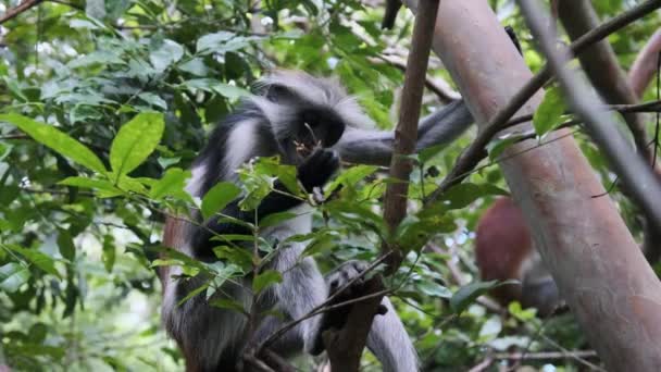 Red Colobus Monkey Zit op Branch in Jozani Tropical Forest, Zanzibar, Afrika — Stockvideo