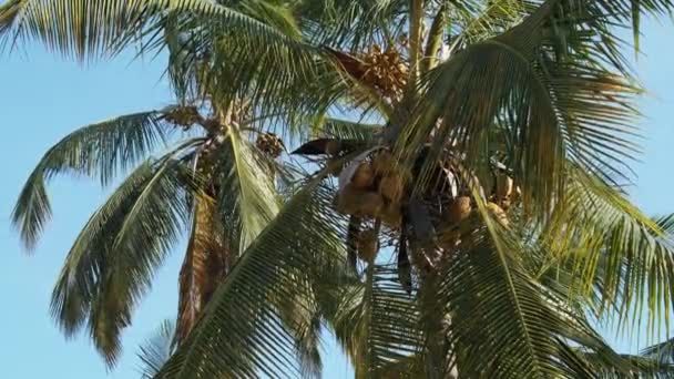 Palmera con muchos cocos amarillos maduros contra el cielo en África, Zanzíbar — Vídeo de stock