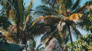 Thatched Roof Bungalovları ve Palm Trees, Zanzibar 'ı olan tropikal Afrika Oteli