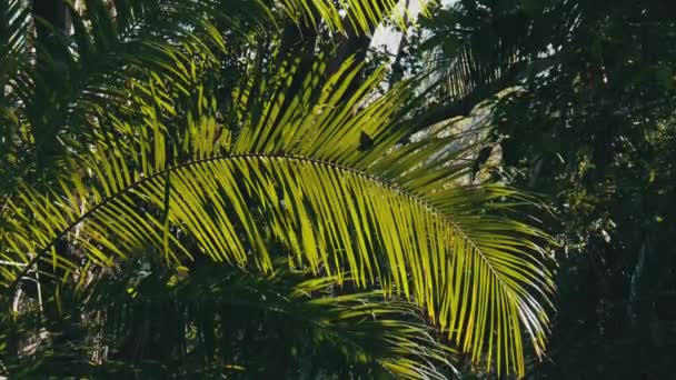 Trópusi erdő, Zöld pálmaág, sűrű egzotikus bokrok Jozaniban, Zanzibárban — Stock videók