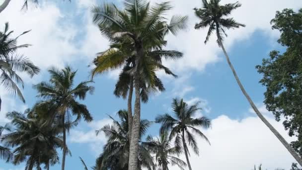 Sok magas pálmafa ingadozik a szélben az ég ellen. Afrikában. Palm Grove-ban — Stock videók