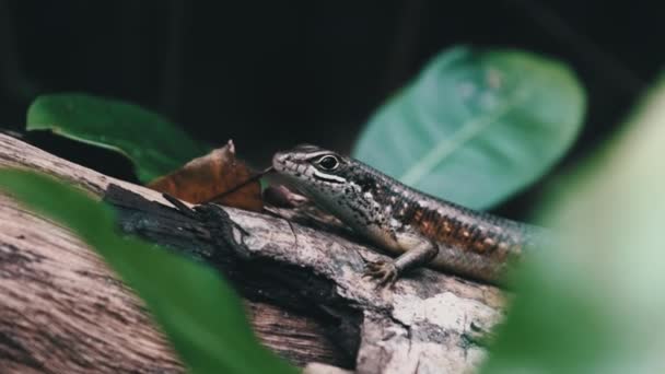 Lagarto Africano Senta-se em um Log na floresta tropical, Zanzibar, Trachylepis Striata — Vídeo de Stock
