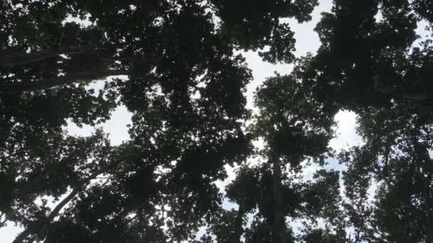 Κάτω όψη των κορυφών και κορώνες των τροπικών δασών δέντρα κατά του ουρανού, Αφρική — Αρχείο Βίντεο