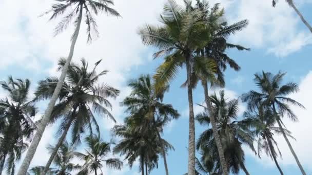 Muitas palmeiras altas balançando no vento contra o céu. África. Palm Grove — Vídeo de Stock