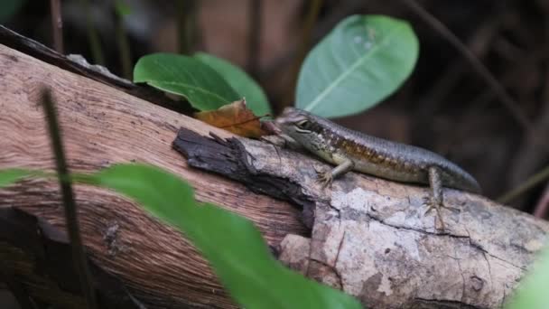Lagarto Africano Senta-se em um Log na floresta tropical, Zanzibar, Trachylepis Striata — Vídeo de Stock