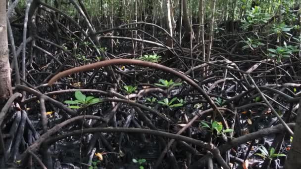 Mangroven im Regenwald, Sansibar, Baumwurzeln im Schlamm des Sumpfwaldes — Stockvideo