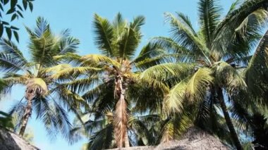 Thatched Roof Bungalovları ve Palm Trees, Zanzibar 'ı olan tropikal Afrika Oteli